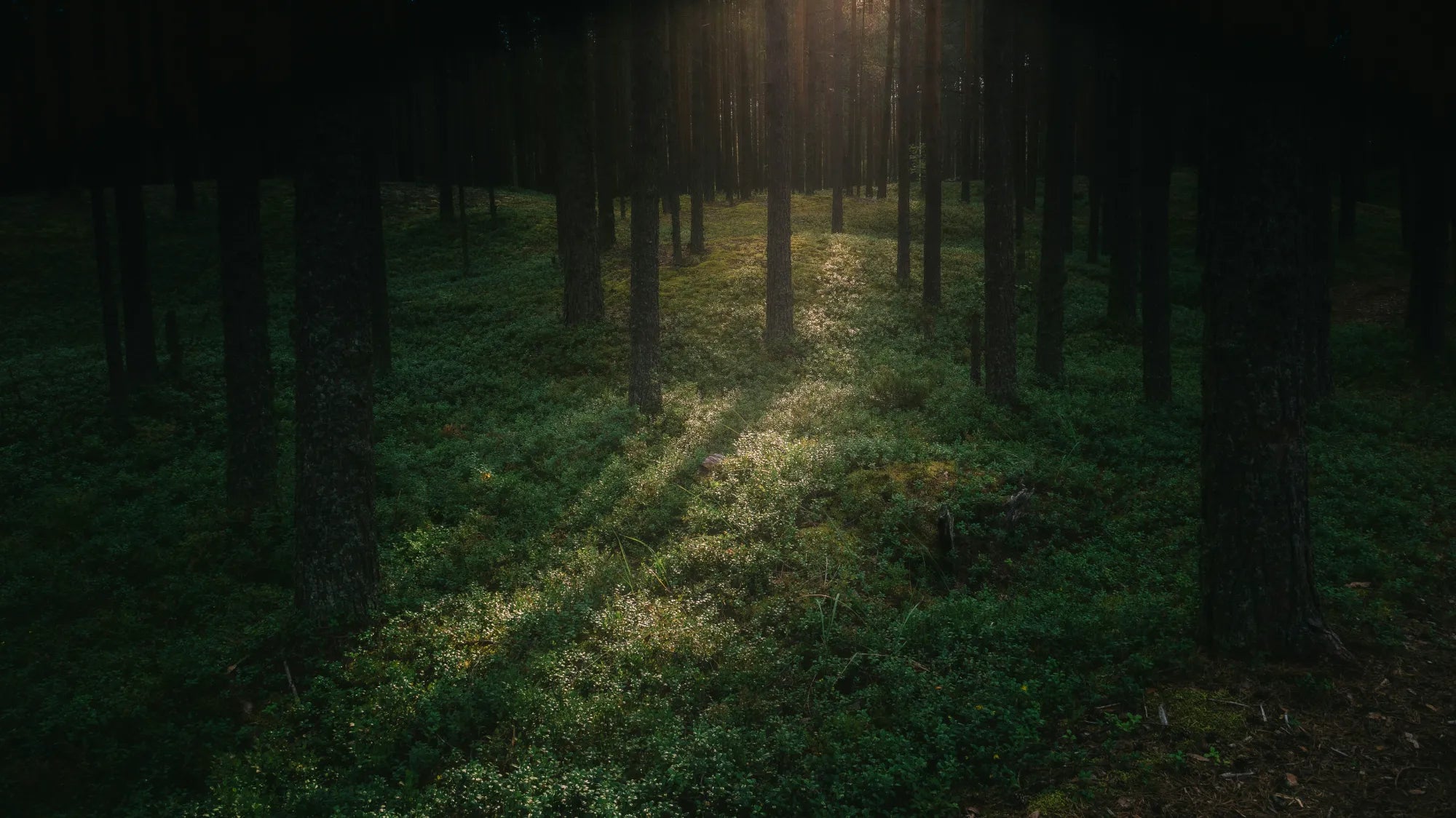 Forest canopy from the ÉLYSÉA FAQ page
